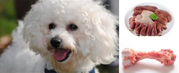 在比熊犬眼里,这5种食物,才是它的“最爱”