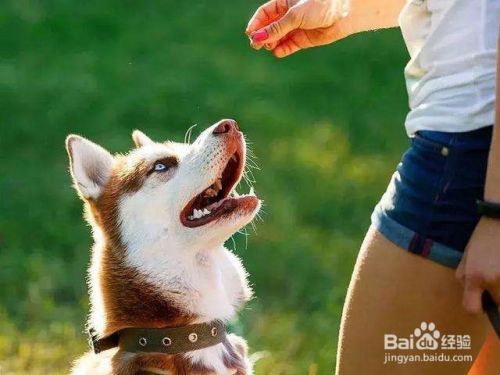 怎样训练狗狗接食物、接球、玩球方法