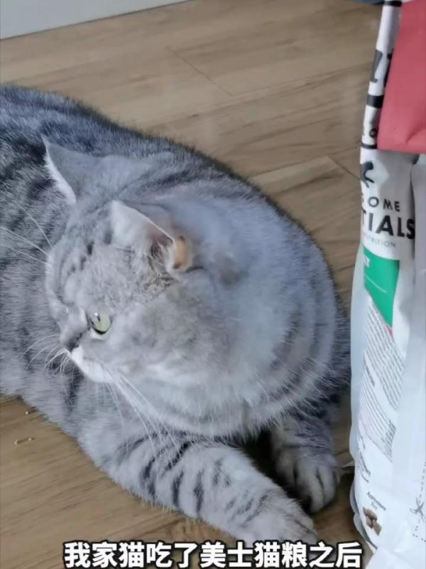 猫咪健康猫粮推荐_宠物粮品牌排行_猫咪食品选择_猫粮营养配方_猫粮口味选择