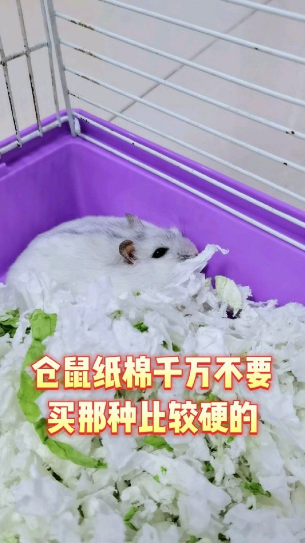 仓鼠用品店推荐_仓鼠棉窝_仓鼠纸棉哪种好_仓鼠饲养技巧_仓鼠过冬用品推荐_仓鼠纸棉品牌排行榜_仓鼠保暖用品_仓鼠纸棉柔软度测试