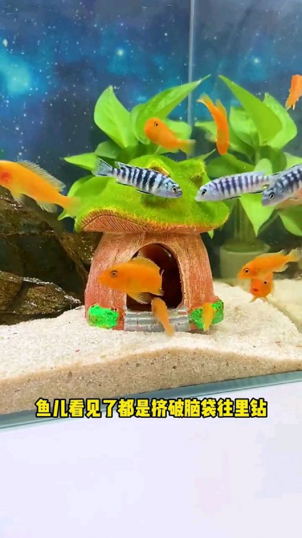 鱼缸造景设计_水族箱配件批发_小型观赏鱼饲养_鱼缸装饰物_鱼缸躲避屋推荐_鱼缸过滤器_鱼缸增氧泵_观赏鱼饲料_鱼缸清洁用品_鱼缸布景教程