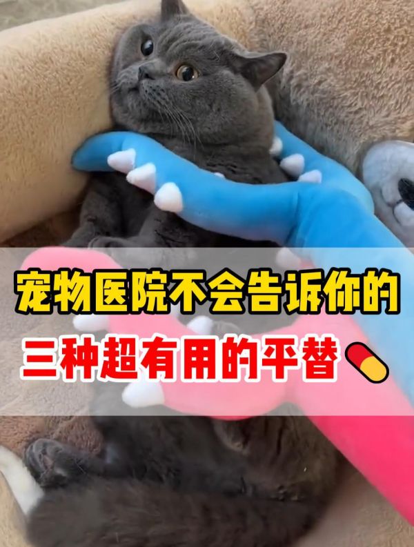 宠物医院推荐的猫用品_养猫省钱小妙招_猫咪必备平替好物_养猫必备药品清单_养猫必备平价好物推荐