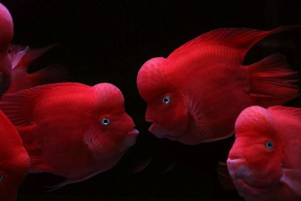 金刚鹦鹉鱼和财神区别，金刚鹦鹉鱼和财神哪个贵