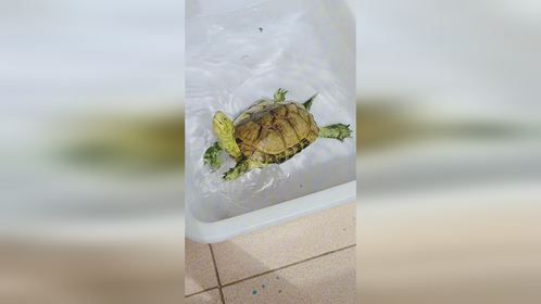 养了6年的黄喉拟水龟成精了，和人的互动特别好