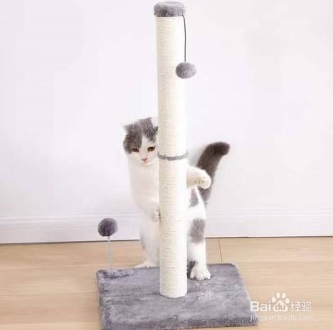 如何挑选猫爬架？