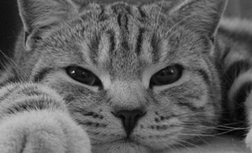 怎么样给小猫洗澡？