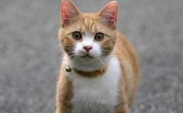 怎么样给小猫洗澡？
