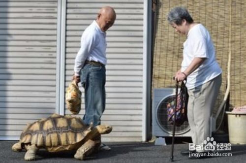 怎么训练苏卡达