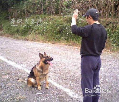 怎么训练德牧