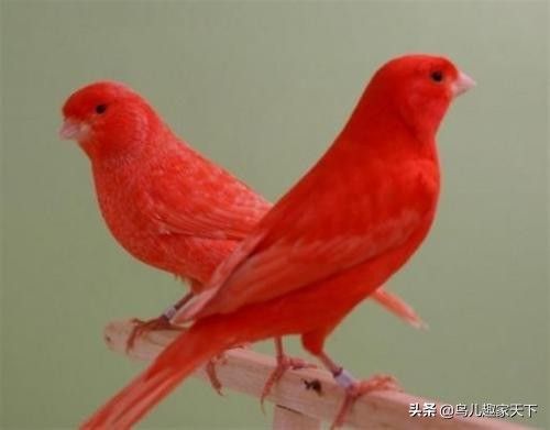 金丝雀保持羽色艳丽好方法