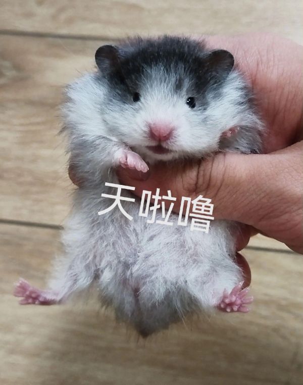长毛黑波利弟弟88出。#金丝熊 #养鼠日常分享 #仓鼠 #萌宠 #仓鼠宝宝的日常