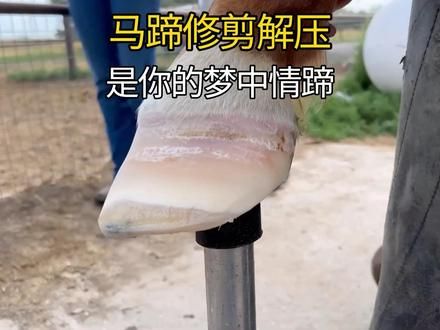脚蹬切尔西的汗血宝马，修剪完白里透红，是你的梦中情蹄吗？#修马蹄 #修马蹄超解压 #马场日常 #马蹄 #修马蹄系列 