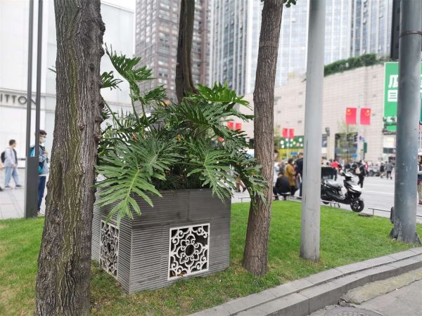 春羽