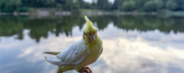 鹦鹉羽毛脏了拿什么清理