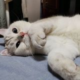 柒莓莓