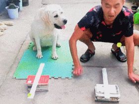 铲屎官彻夜陪护即将临盆的狗狗,没想到半夜反被照顾