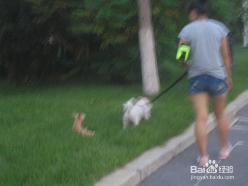 怎样拍牵着宠物狗行走的画面