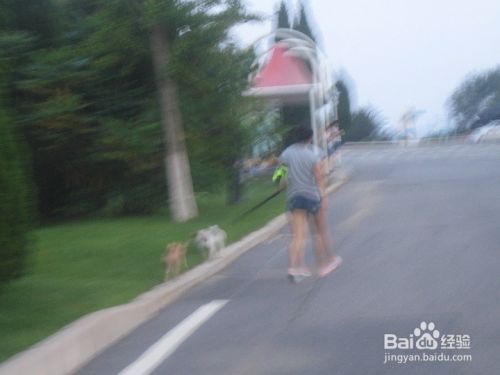怎样拍牵着宠物狗行走的画面