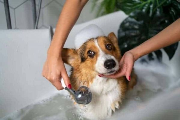 宠物狗淋浴喷头