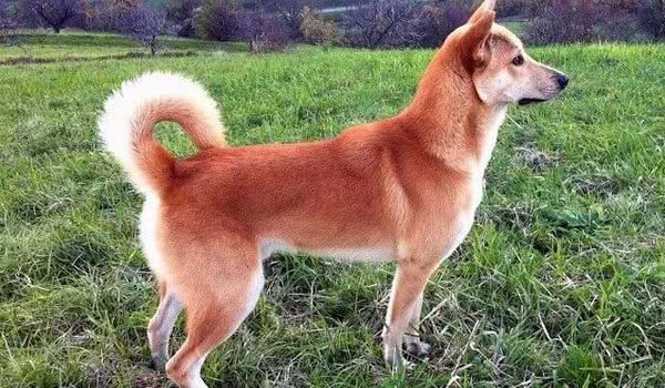 迦南犬图片