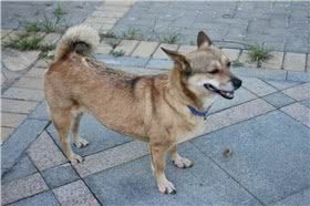 迦南犬图片