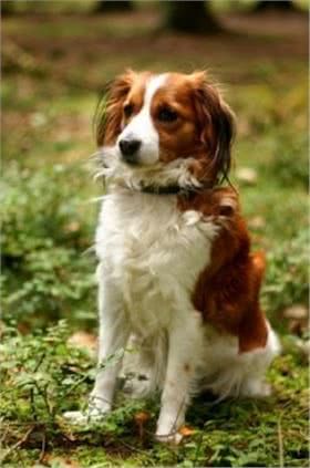 小型荷兰水猎犬图片