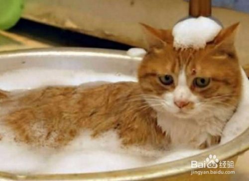 猫咪生病了如何护理？