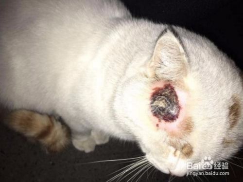 猫咪生病了如何护理？