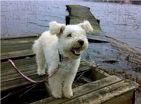 波密犬图片