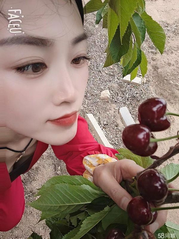 乳山周边游·银滩大樱桃采摘