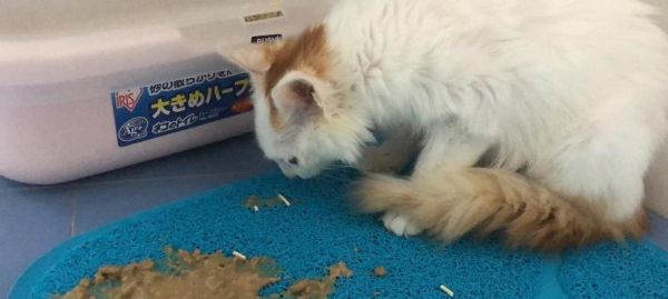宠物猫生病后该吃什么（为爱猫做好喂食护理）