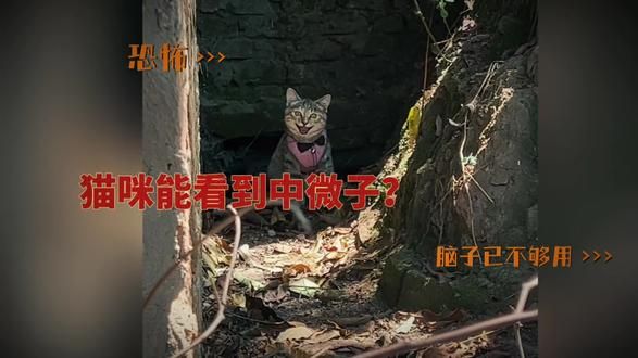 猫看见的“脏东西”，其实是咱妈抓的“中微子”？ #狸花猫 #猫咪 #作品同步头条赢激励