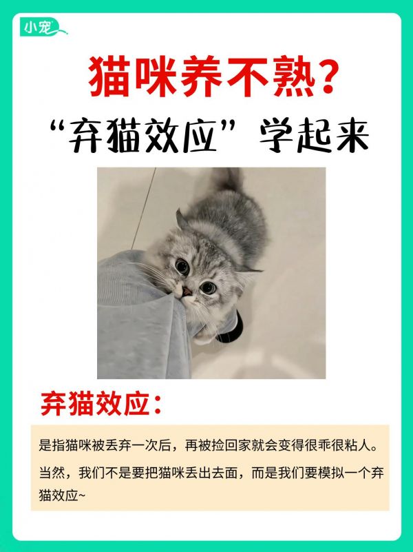 猫咪不亲人？学会弃猫效应，猫咪秒变粘人精。#猫咪粘人 #养猫经验分享 #猫咪不粘人 #小宠医师 #猫咪日常