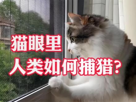 在猫眼里，我们人类是如何捕猎的？#捕猎 #猫眼中的铲屎官 #猫咪 #养猫科普