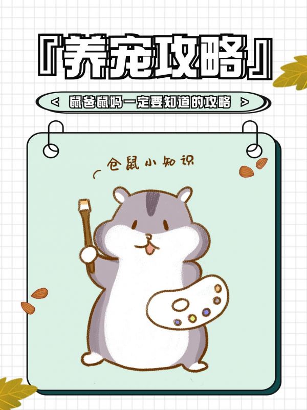 养鼠攻略。养鼠小知识日常分享#金丝熊零食 #萌宠出道计划 #养鼠日常分享 #金丝熊 #仓鼠