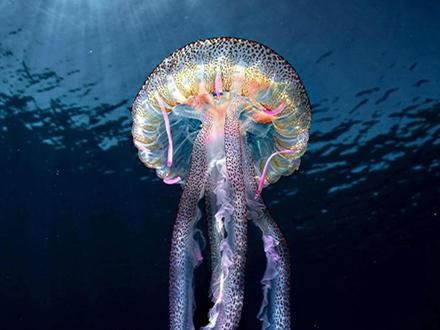 你真的了解海洋吗？ #海洋生物 #动物世界 #海底世界真奇妙 #动物科普 #海洋