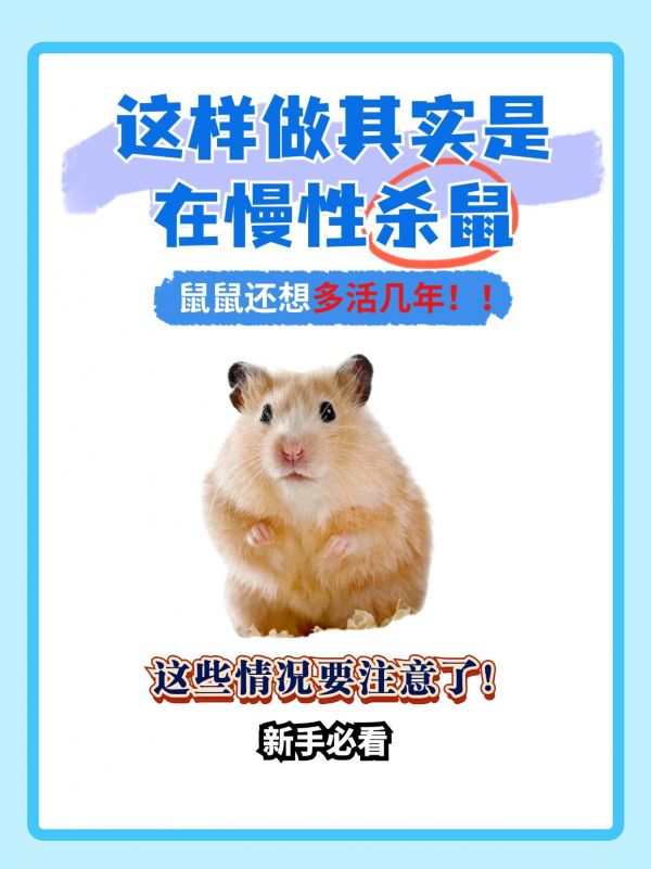 养鼠小知识日常分享。养鼠小知识日常分享#金丝熊