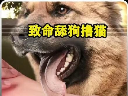 为什么只因被宠物舔了一下，要据掉四肢才得以保命呢？#科普 #人体奥秘 #知识科普 #科普一下 #科普知识