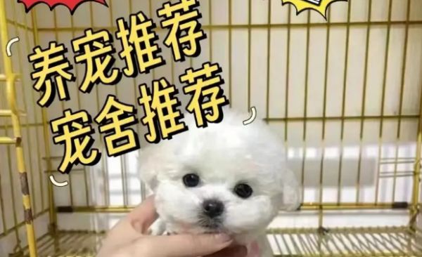卷毛比熊犬全解析：从性格到养护的全方位指南