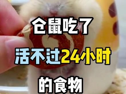 仓鼠吃了活不过24小时的食物#仓鼠 #金丝熊 #养鼠日常分享