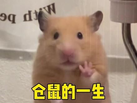 仓鼠的一生是如何度过的? #仓鼠 #养鼠日常分享 #金丝熊 #萌宠出道计划