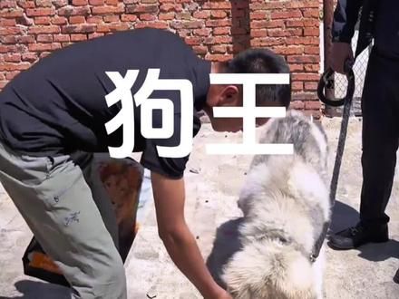 潘园区之狗王传奇 #汪星人 #训犬 #狗子 #萌宠出道计划 #潘宏训犬名场面