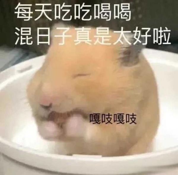 仓鼠为什么要跑轮呢?-有驾