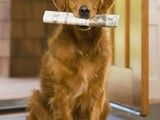 武汉青山上门纠正训犬 护卫犬行为训练