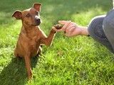 武汉宠物训练价格-诚信保障