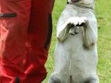 武汉汉南较好的宠物训练学校 宠物培训基地找政嘉训犬