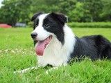 武昌区上门纠正训犬 专业纠正狗的坏毛病 欢迎来电