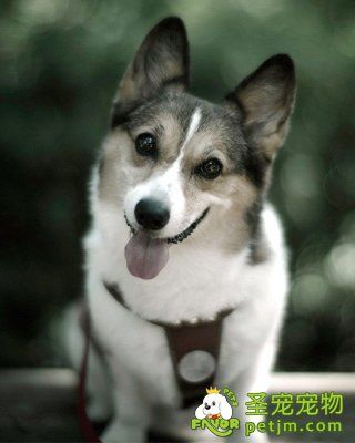 阿拉斯加雪橇犬