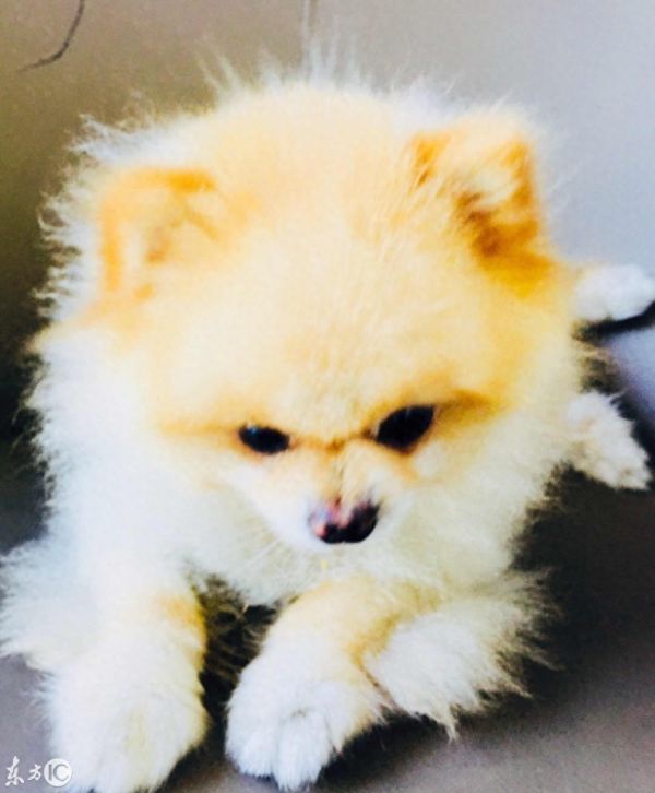 用手机，给你的爱犬拍一套写真吧！萌宠拍摄技巧大全！