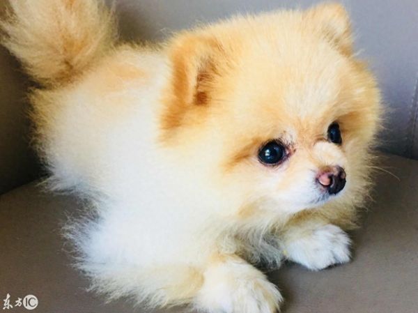 用手机，给你的爱犬拍一套写真吧！萌宠拍摄技巧大全！